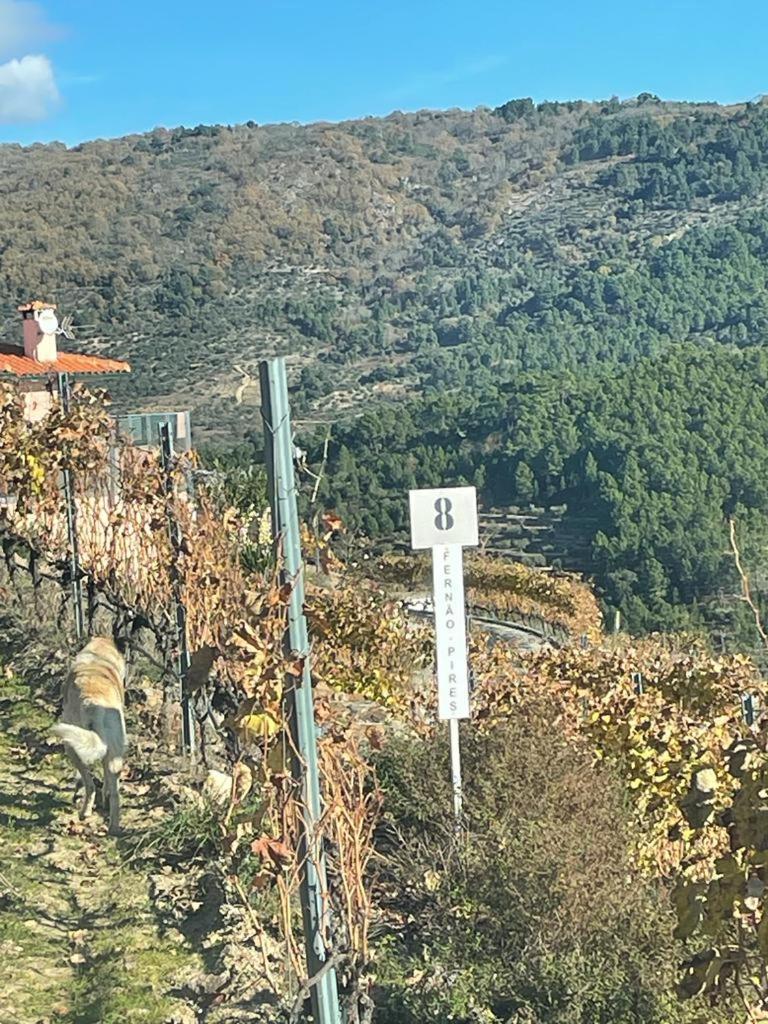 Quinta Da Penada - Vineyard & Winery - Suite 3 Chaves Pokój zdjęcie